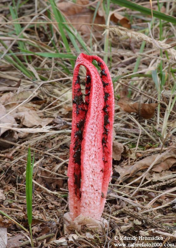 Devils claw fungus, Clathrus archeri, Phallaceae (Mushrooms, Fungi)